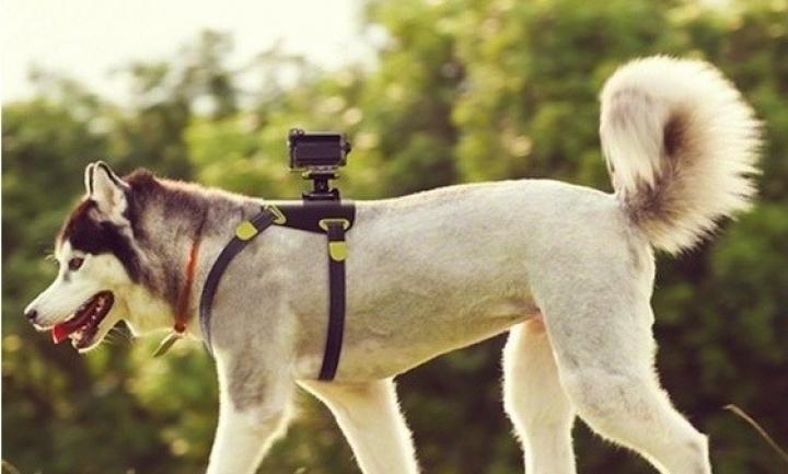 The Best GoPro Accessory For Dogs
