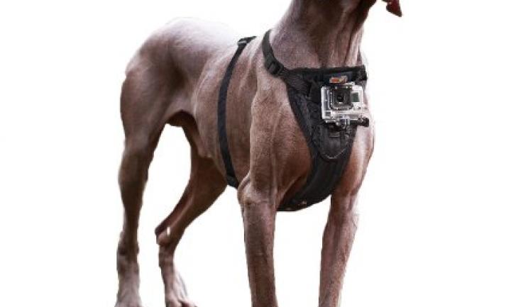 Kurgo Dog Harness with Camera Mount