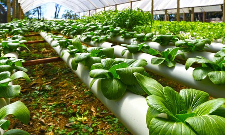 free download hydroponics gardening